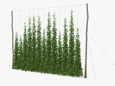 Green Growing Hops Plantation 3D model