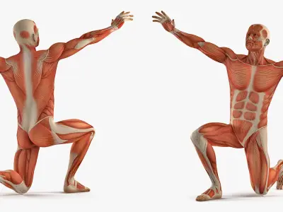 Anatomy Male Muscular System Rigged for Cinema 4D 3D model