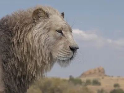 Lion 3D model