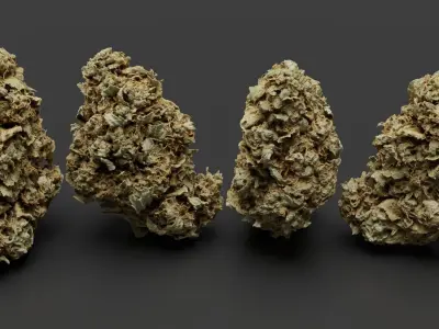 Cannabis Bud 01 3D model