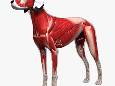  Dog Anatomy (Textured) 