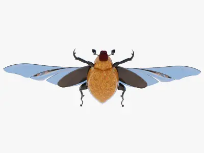 Souvenir of the May beetle 3D model