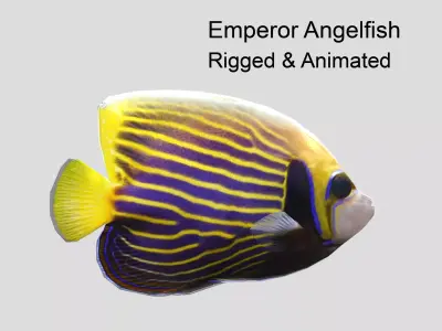 Emperor Angelfish Realistic Animated Low-poly 3D model