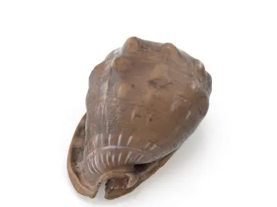 Shell 03 - Low and High Poly Versions Low-poly 3D model