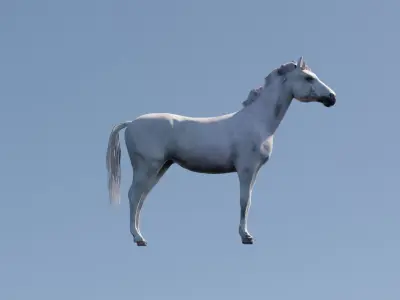 White Horse Free 3D model