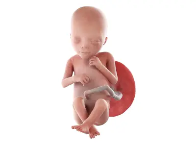 Fetus Week 18 Animated 3D model