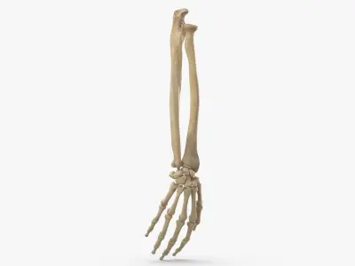 Real Human Hand Ulna and Radius Bones Anatomy 01 3D model