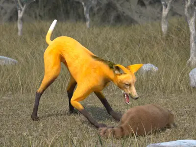 Chrysocyon Rigged for Maya 3D model