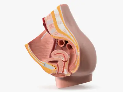 Medical Model Female Pelvic Anatomy Cross Section 3D model