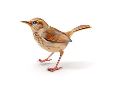 Detailed Realistic Bird D Model Pack Low-poly 3D model