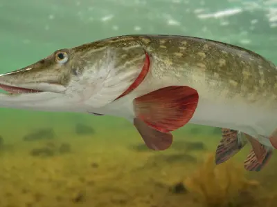 Pike Animated  purchase 3D model