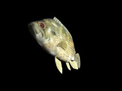 Rock Bass fish Low-poly 3D model