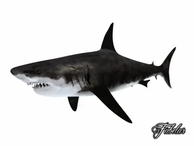 Great white shark 3D model 6