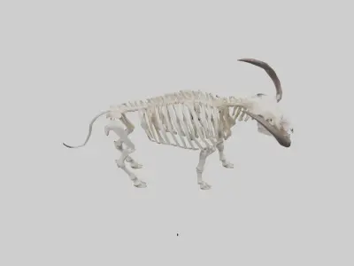 Cape Buffalo Skeleton model Low-poly 3D model