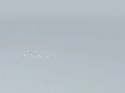 3D Steel Texture Free 3D model
