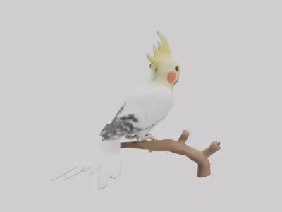 Cockatiel singing model Low-poly 3D model