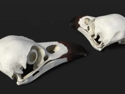  Detailed Crow Raven Skull with Eye Support Bone 