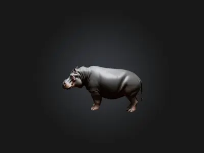 Realistic Hippopotamus Model Low-poly 3D model