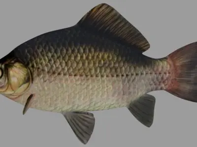 Fish Crucian Free 3D model