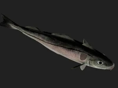 Cod Fish Low-poly 3D model by CGWanderer