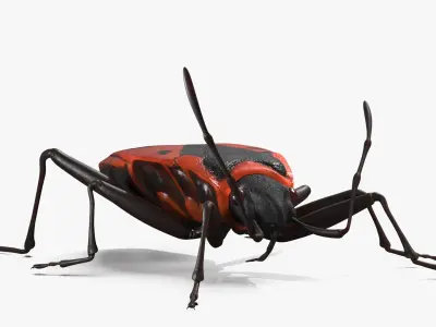  Pyrrhocoris Apterus Crawling Insect Red Black 