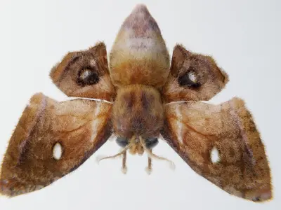 MOTH BUTTERFLY Low-poly 3D model purchase