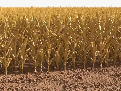  Flat Corn Plantation Field Dry 