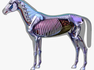  Horse Anatomy 