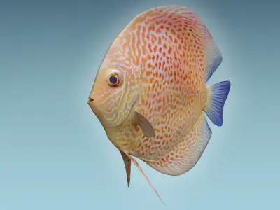 Discus Fish 2 3D model