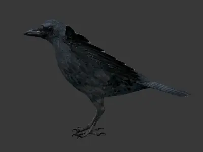 crow bird  Low-poly 3D model