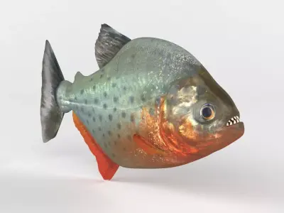 Piranha model thresher fish 3D model