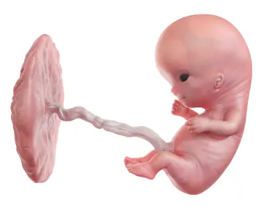  Fetus Anatomy Week 9 Static 