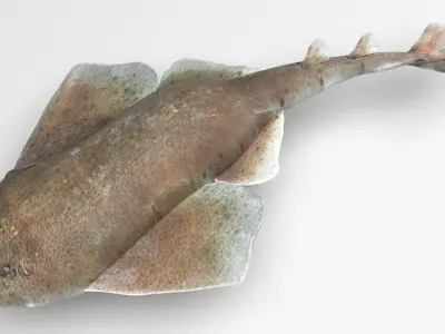 Angel Shark 3D model purchase