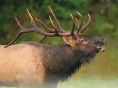 Elk  the big deer 3D model