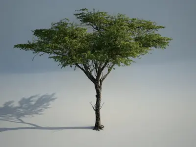 Acacia_01 3D model