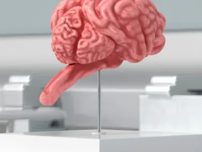 Feline Brain Anatomy Model with Metal Stand Pink 3D model