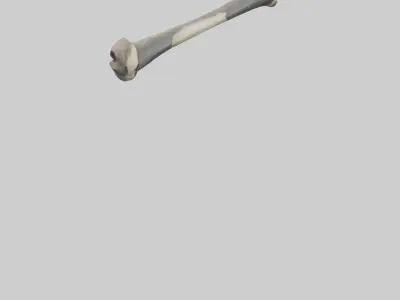 Gorilla Femur 3D model