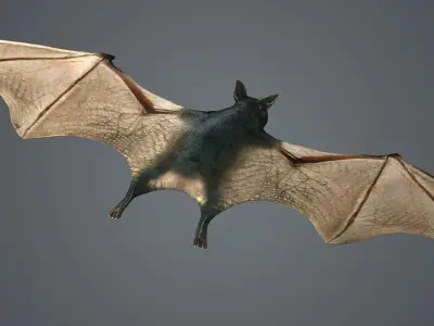dark bat animated  rigg mammal bird flying vampire  3D model