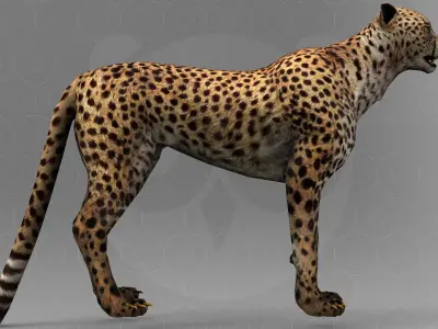 Cheetah - Rigged - Animated Low-poly 3D model