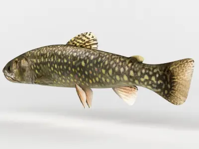 Trout Fish 3D model