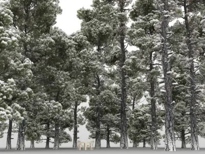  20 Pinus Nigra Trees with snow 