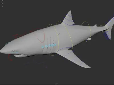 Great white shark - Carcharodon carcharias 3D model