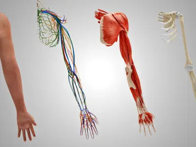 Complete Human Arm Anatomy 3D model