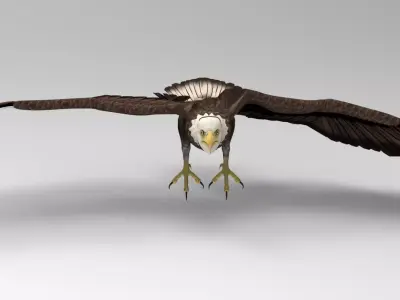 Eagle - Rigged - Animated Low-poly 3D model