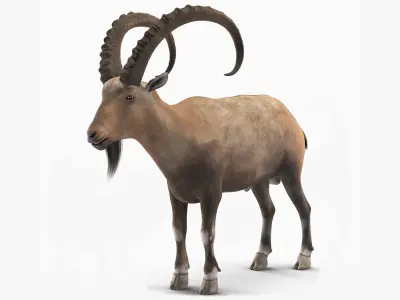 Alpine Ibex Stand Pose 3D model