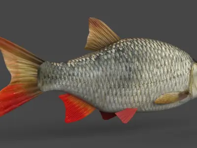 Rudd Fish 3D model purchase