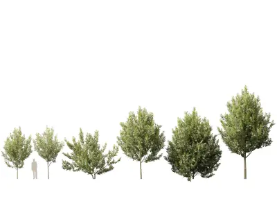 Highpoly Low poly - Prunus Padus - Bird Cherry Low-poly 3D model