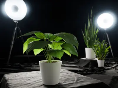  Young Monstera Plant Potted Plant Model 