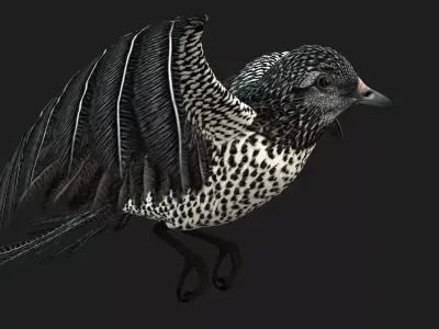 PheasantBird B7 Free 3D model
