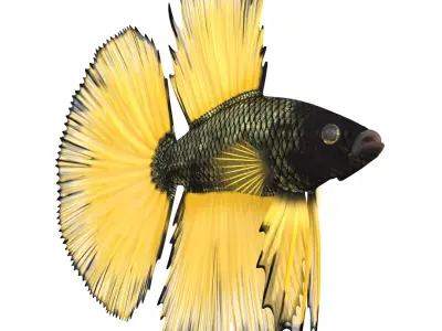 Coral Fishes Rigged Collection 2 for Cinema 4D 3D model